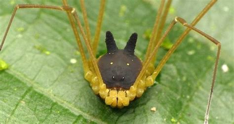 bunny harvestman|Harvestman Spider With A Black Bunny Head Captured On Video